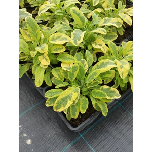 Orvosi zsálya - Salvia officinalis 'Goldblatt'
