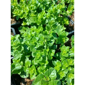 Indián menta - Satureja douglasii