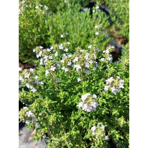 Kakukkfű - Thymus vulgaris 'Fredo'