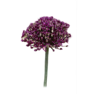 Díszhagyma - Allium atropurpureum