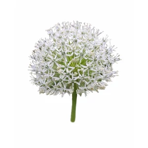 Díszhagyma - Allium 'Mount Everest'