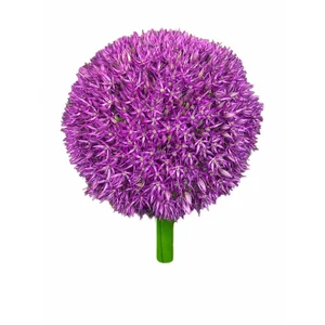 Díszhagyma - Allium 'Ambassador'