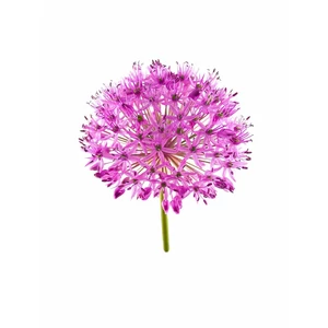 Díszhagyma - Allium 'Purple Sensation'