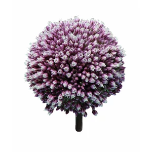 Díszhagyma - Allium 'Summer Drummer'