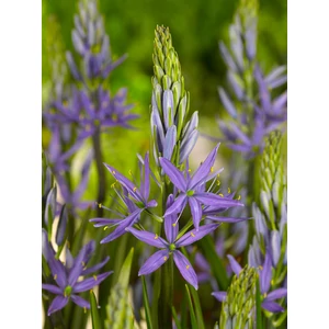 Prérigyertya - Camassia leichtlinii 'Caerulea'