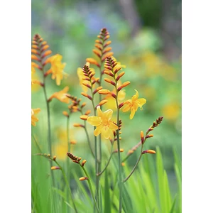 Sáfrányfű - Crocosmia 'Buttercup'