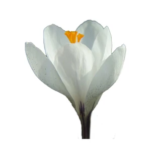 Krókusz - Crocus 'Jeanne d'Arc'