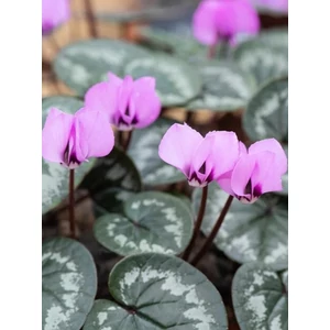 Kereklevelű ciklámen - Cyclamen coum