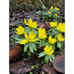 Téltemető - Eranthis cilicica