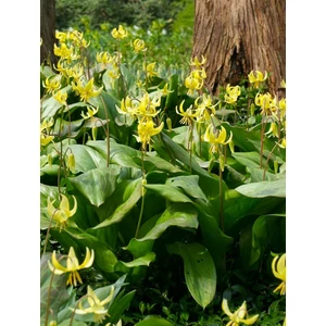 Kakasmandikó - Erythronium 'Pagoda'