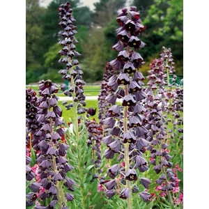 Császárkorona - Fritillaria persica 'Adiyaman'