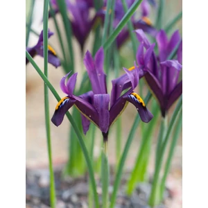 Korai nőszirom - Iris reticulata 'J.S. Dijt'