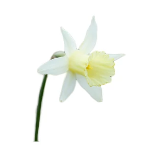 Nárcisz - Narcissus 'Elka'