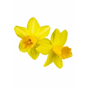 Nárcisz - Narcissus 'Tete a tete'