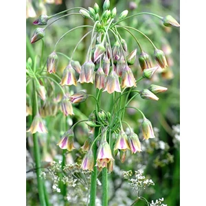 Nektárhagyma - Nectaroscordum siculum