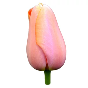Tulipán - Tulipa 'Menton'