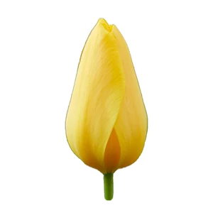 Tulipán - Tulipa 'Golden Apeldoorn'