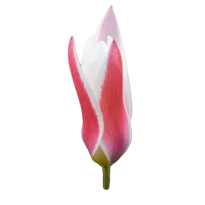Tulipán - Tulipa clusiana