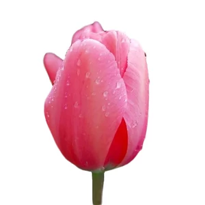Tulipán - Tulipa 'Pink Impression'