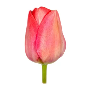 Tulipán - Tulipa 'Van Eijk'