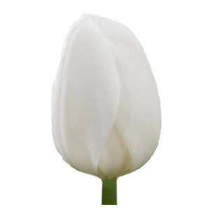 Tulipán - Tulipa 'Purissima'