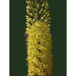 Korbácsliliom - Eremurus 'Yellow Giant'