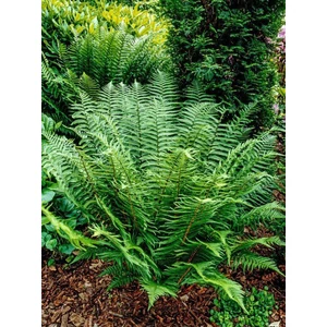 Pelyvás pajzsika - Dryopteris affinis