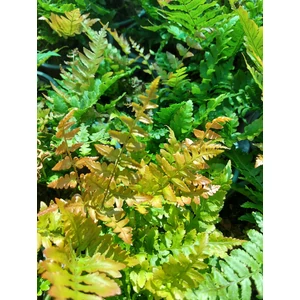 Japán ernyőpáfrány - Dryopteris erythrosora
