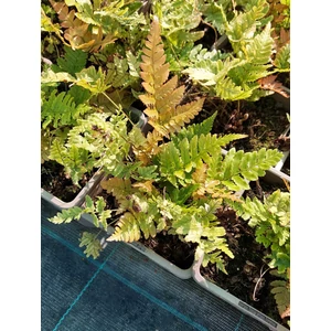 Japán ernyőpáfrány - Dryopteris erythrosora 'Brilliance'