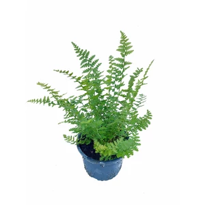 Erdei pajzsika - Dryopteris filix-mas 'Barnesii'