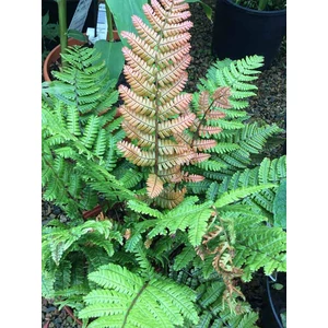 Naplemente páfrány - Dryopteris lepidopoda