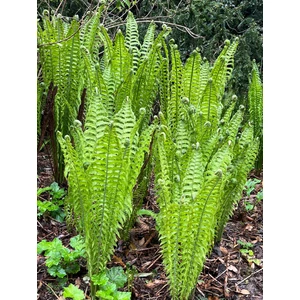 Európai struccpáfrány - Matteuccia struthiopteris