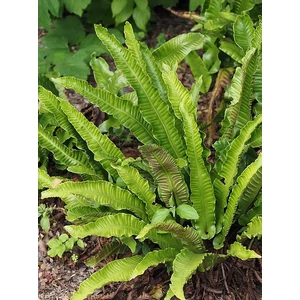 Gímpáfrány - Phyllitis scolopendrium