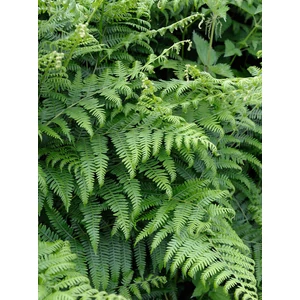 Saspáfrány - Pteridium aquilinum