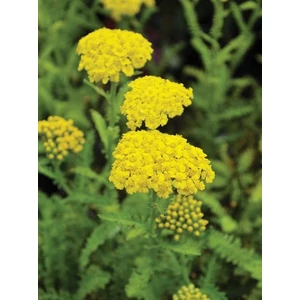 Cickafark - Achillea 'Little Moonshine'