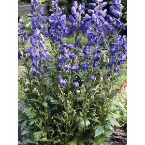 Őszi sisakvirág - Aconitum carmichaelii 'Arendsii'