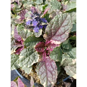 Indás ínfű - Ajuga reptans 'Burgundy Glow'