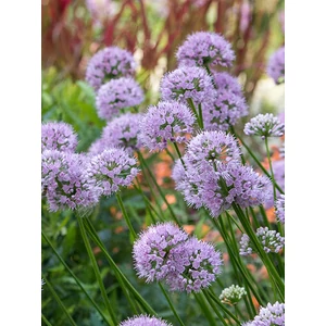 Díszhagyma - Allium 'Summer Beauty'