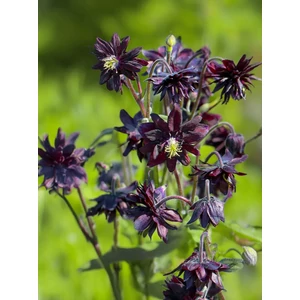 Harangláb - Aquilegia 'Barlow Black'