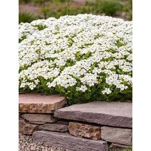 Kaukázusi ikravirág - Arabis caucasica 'Little Treasure White'