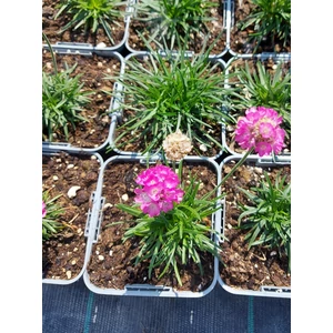 Tengerparti pázsitszegfű - Armeria maritima 'Splendens'