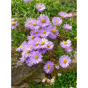 Havasi őszirózsa - Aster alpinus 'Goliath'