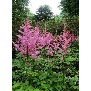 Kerti tollbuga - Astilbe arendsii 'Amethyst'