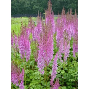 Kínai tollbuga - Astilbe chinensis 'Superba'