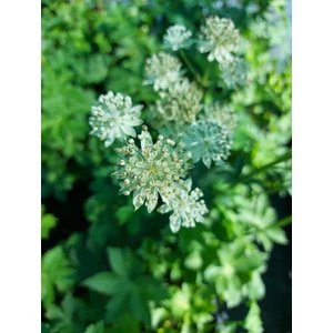 Nagy völgycsillag - Astrantia major