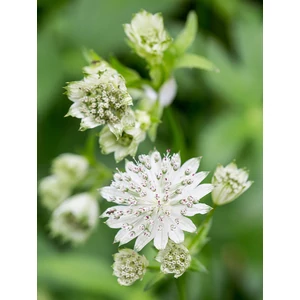 Nagy völgycsillag - Astrantia major 'Alba'