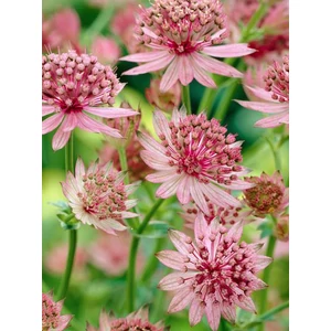 Nagy völgycsillag - Astrantia major 'Roma'