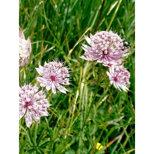 Nagy völgycsillag - Astrantia major 'Rosea'