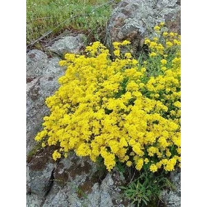 Sziklai ternye - Aurinia saxatile 'Sulphureum'