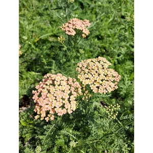 Cickafark - Achillea millefolium 'Lachsschönheit'